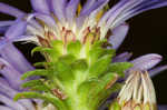 Southern pine aster